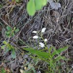 cephalanthera longifolia